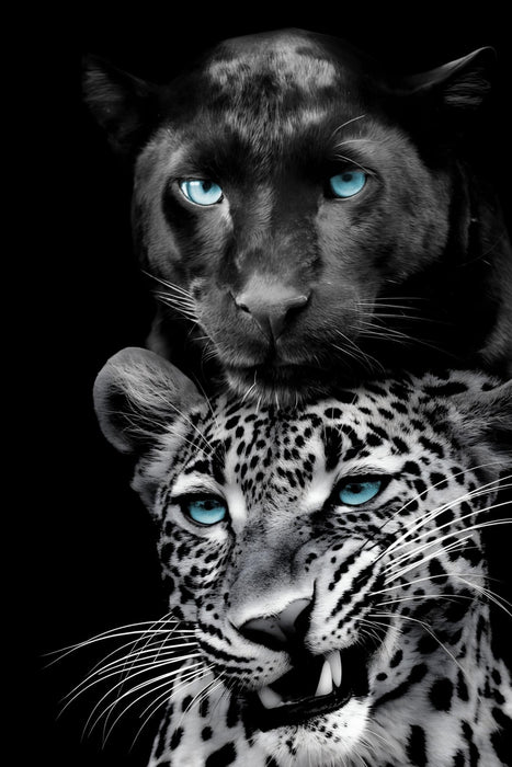 Azure Gaze Duo - 40" x 60" Framed Wall Art