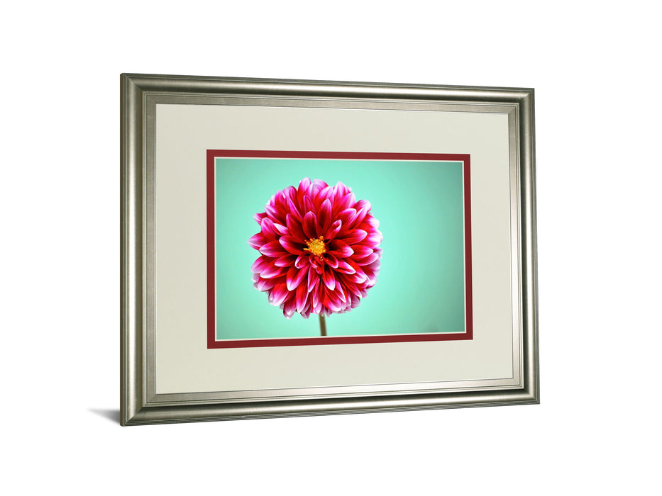 Zenia By Gail Peck - Framed Print Wall Art - Pink