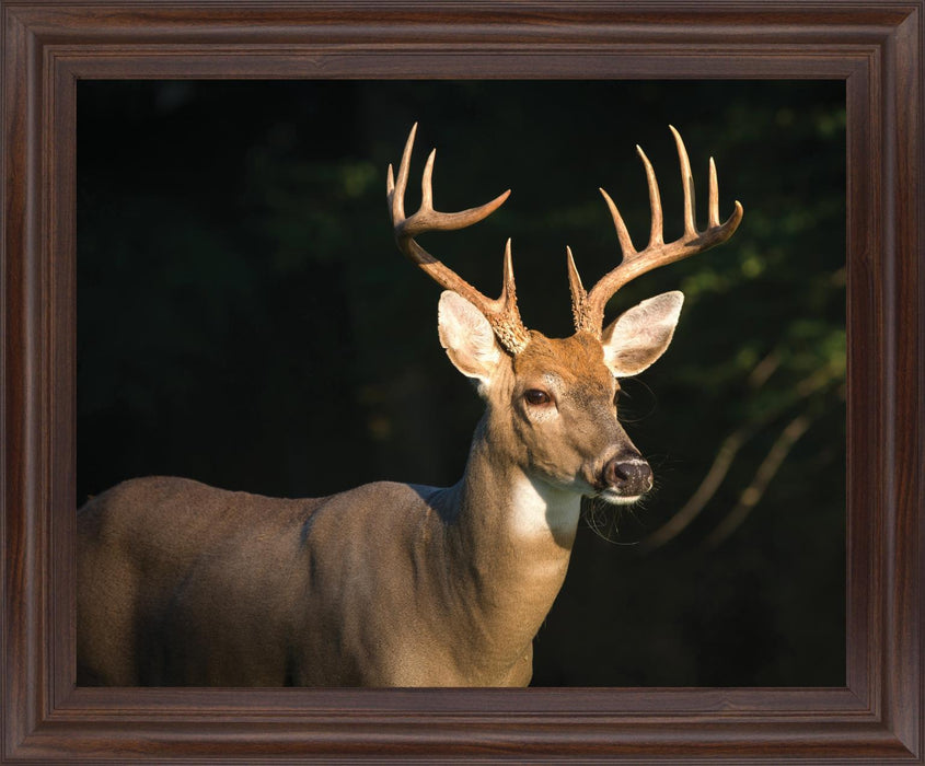 Forest Sentinel - 28" x 34" Framed Wall Art