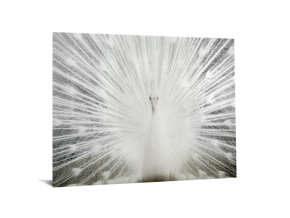 Tempered Glass With Foil & Rhinestones - White Peacock - White