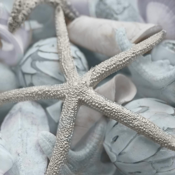 Seashells In Blue I By Susan Bryant (Framed) - Light Blue